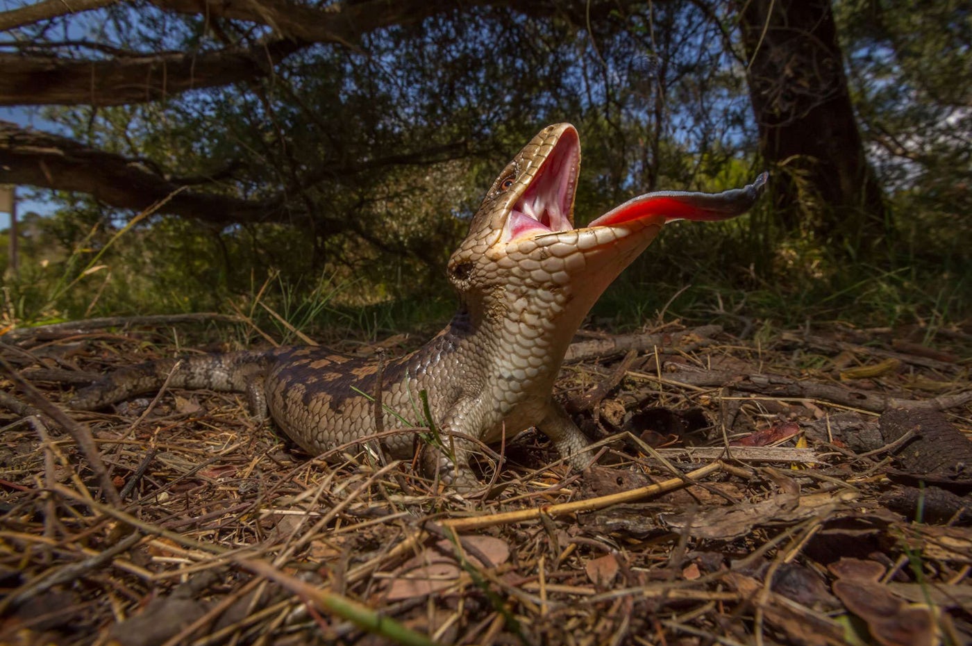 Australian Reptile Park | Noonaweena Retreat NSW